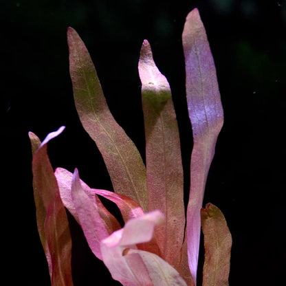 Ammannia Gracilis 'Red' - Tropical Aquarium Plant - CloudAqua