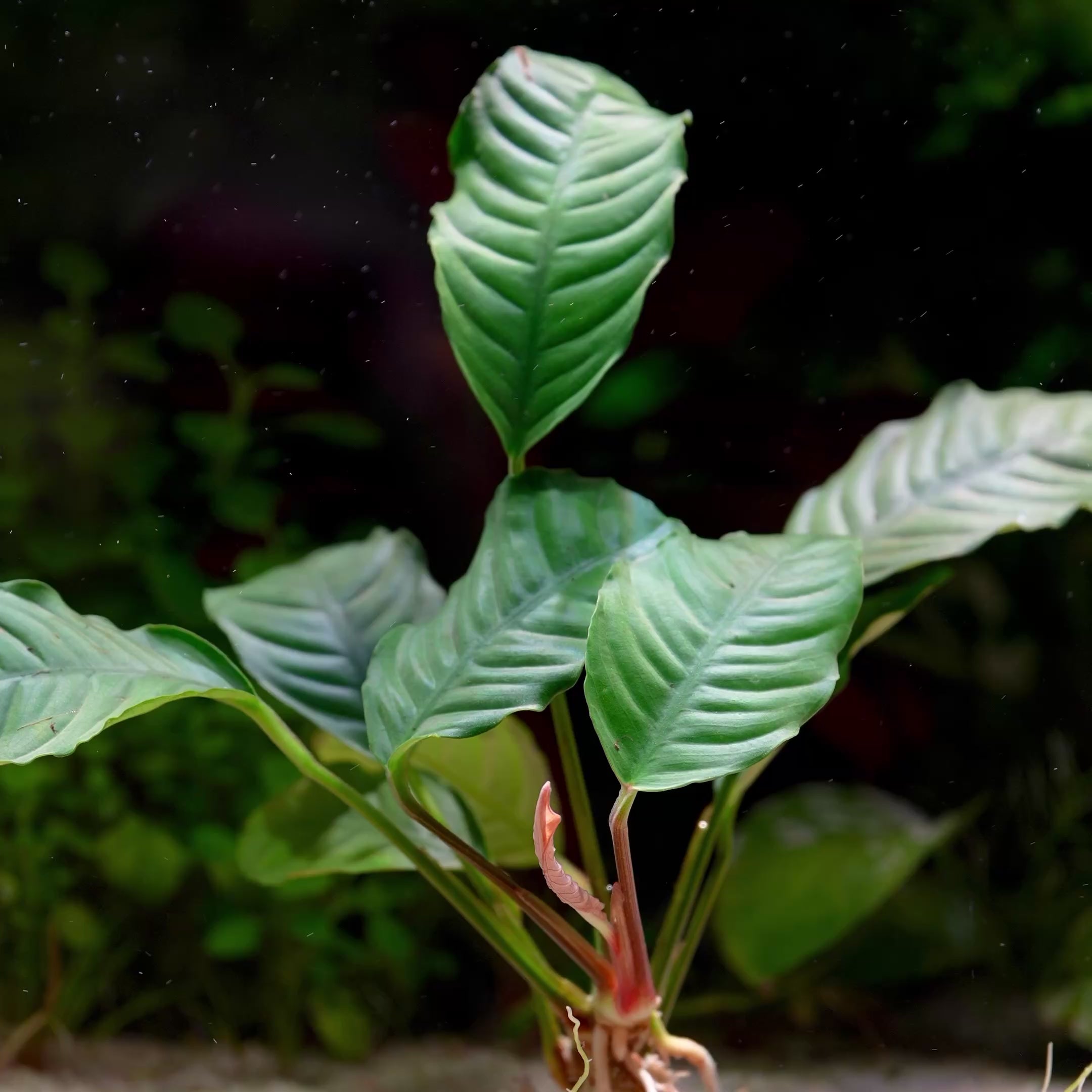 Anubias Barteri Var. 'Coffeifolia' - Tropical Aquarium Plant - CloudAqua