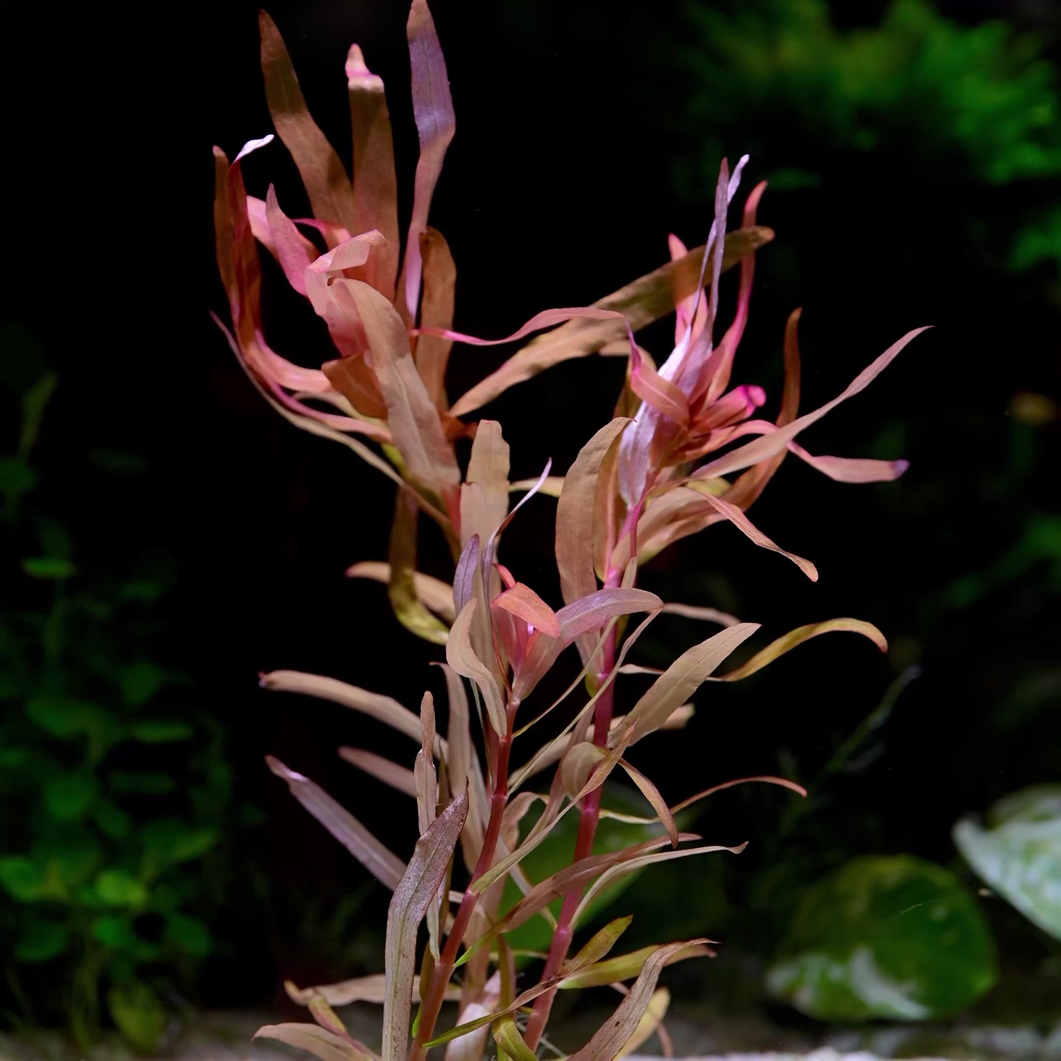 Ammannia Gracilis 'Red' - Tropical Aquarium Plant - CloudAqua