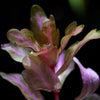 shinnersia rivularis weiss-grün aquarium plant rosette