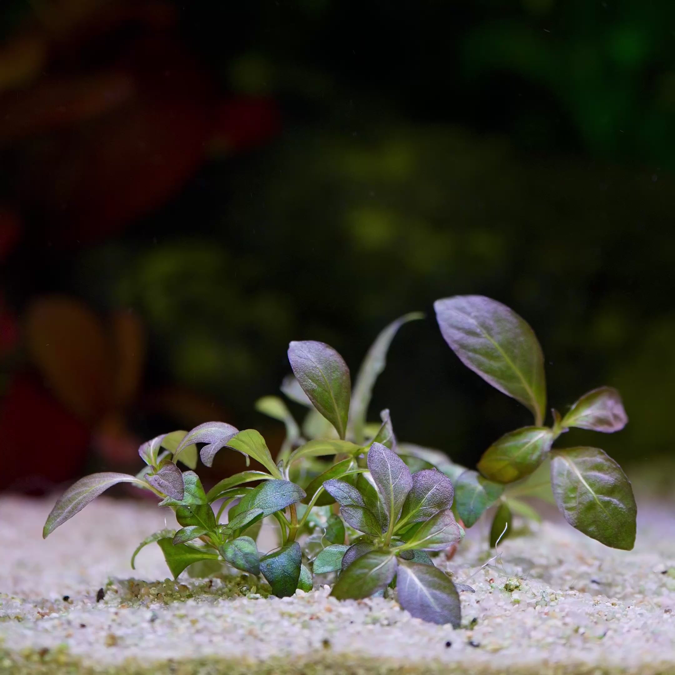 staurogyne purple aquarium plant flowing in aquarium