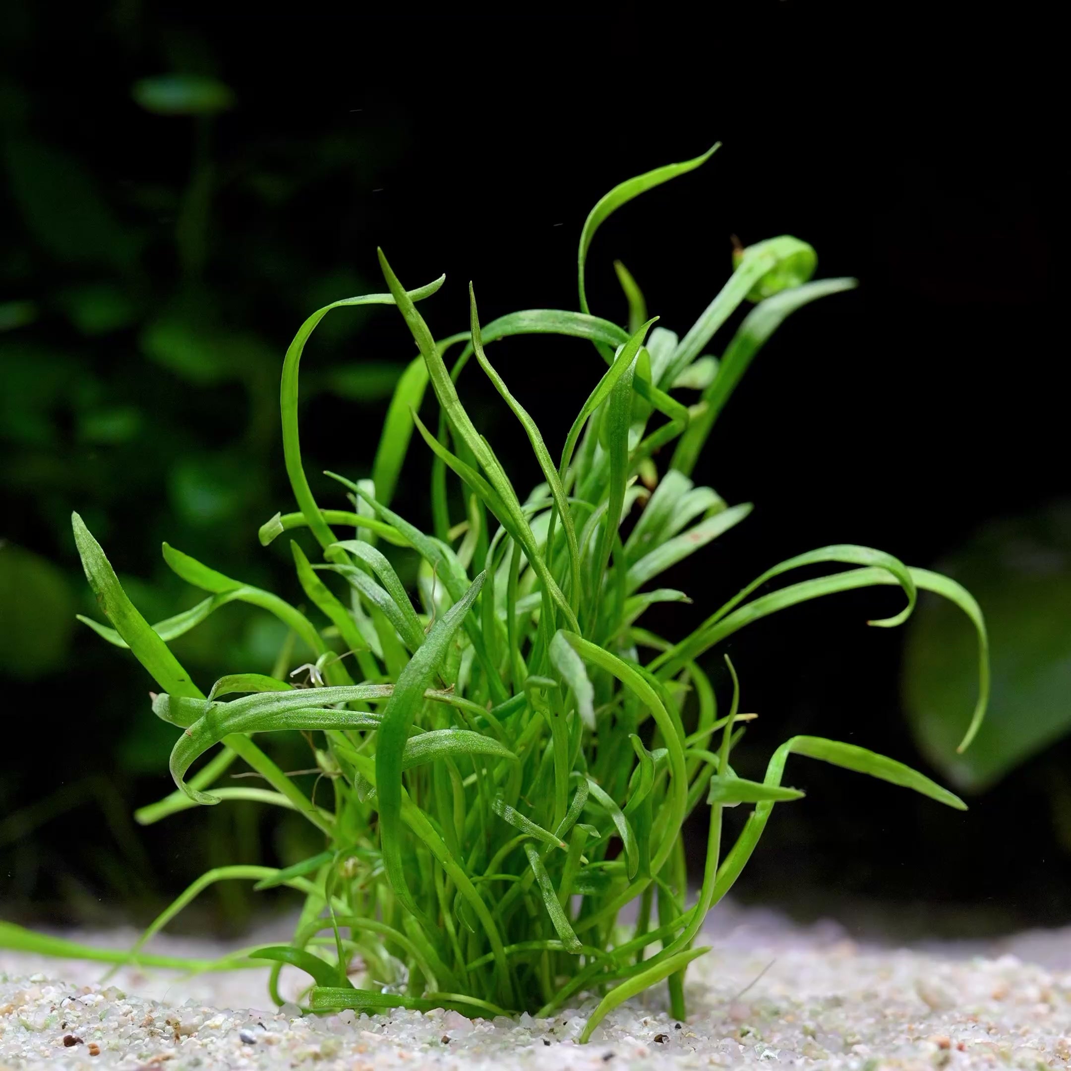 Lilaeopsis Brasiliensis - Tropical Aquarium Plant - CloudAqua