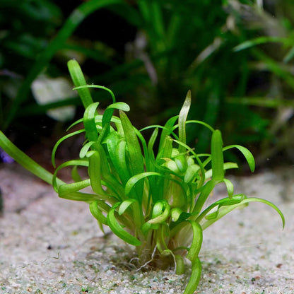 sagittaria subulata dwarf aquarium plant flowing in water