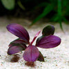 bucephalandra helena red banana rare epiphyte aquarium plant flowing in water