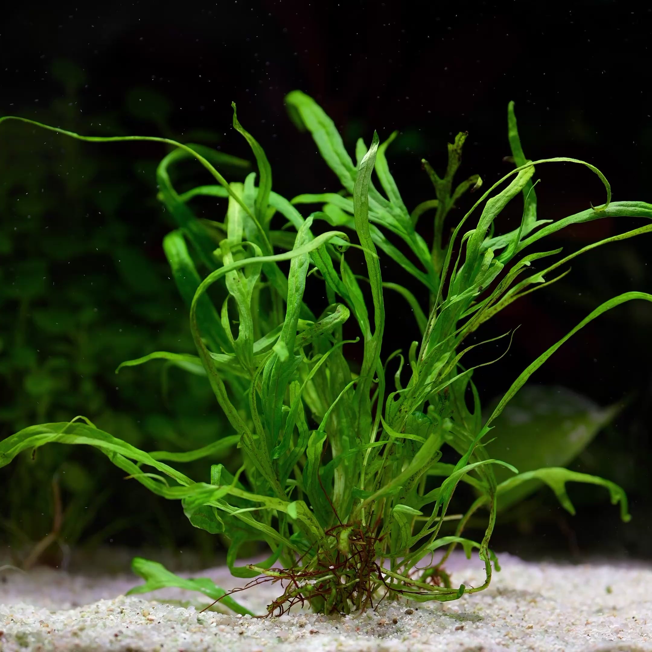 Microsorum Pteropus 'Trident' - Tropical Aquarium Plant - CloudAqua