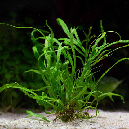 Microsorum Pteropus 'Trident' - Tropical Aquarium Plant - CloudAqua