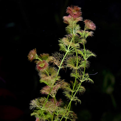 Limnophila Sp. 'Orange Laos' - Rare Plant