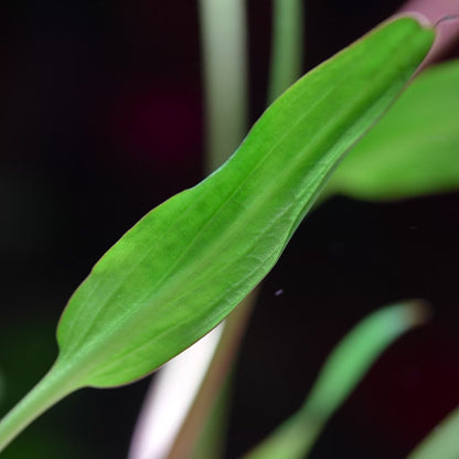 Cryptocoryne × Willisii - Tropical Aquarium Plant - CloudAqua