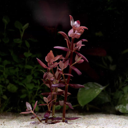 Bacopa Salzmannii 'Purple' - Tropical Aquarium Plant - CloudAqua