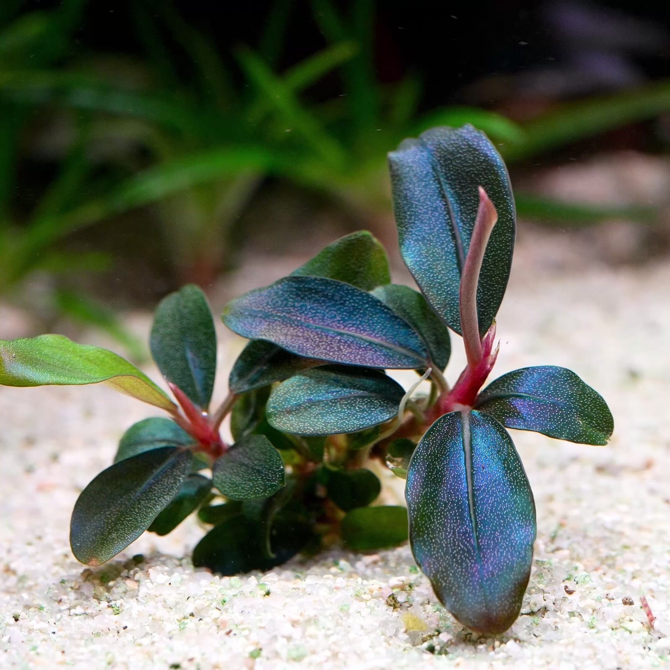 Bucephalandra sordidula 'Blue' - Tropical Aquarium Plant