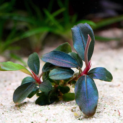 bucephalandra sordidula blue aquarium plant flowing in water