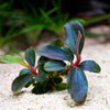 bucephalandra sordidula blue aquarium plant flowing in water
