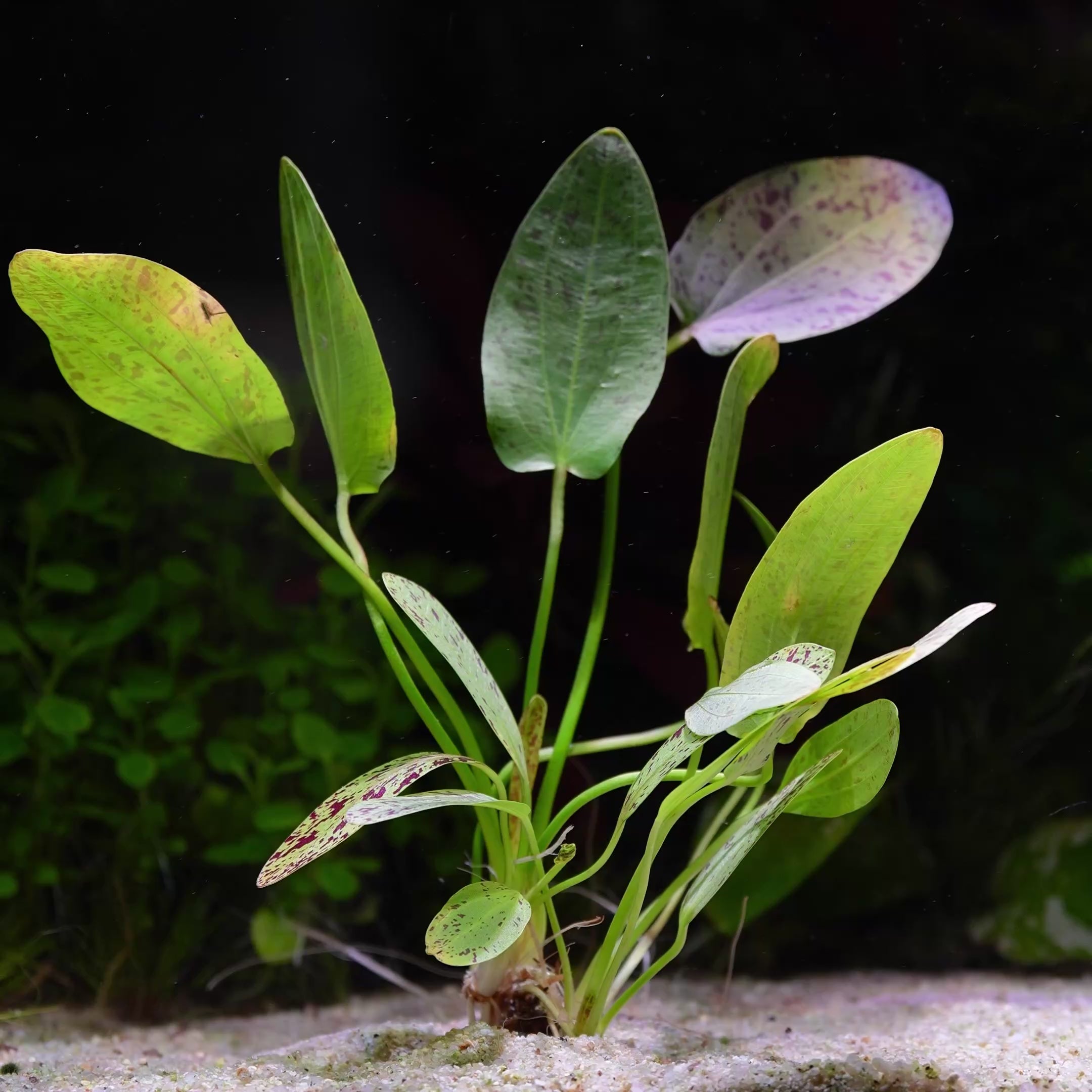 Echinodorus 'Ozelot Green' - Tropical Aquarium Plant - CloudAqua