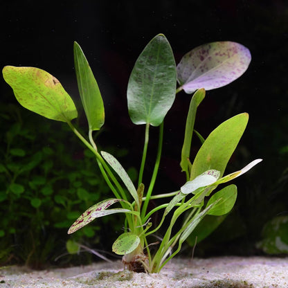 Echinodorus 'Ozelot Green' - Tropical Aquarium Plant - CloudAqua