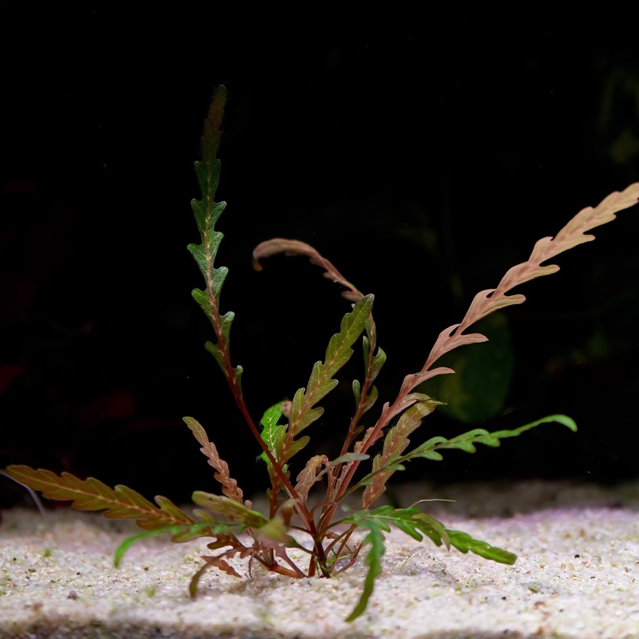 hygrophila pinnatifida aquatic plant flowing in water