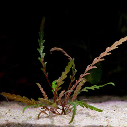 hygrophila pinnatifida aquatic plant flowing in water