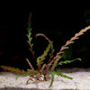 hygrophila pinnatifida aquatic plant flowing in water