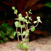 rotala rotundifolia wayanad aquarium stem plant flowing in water