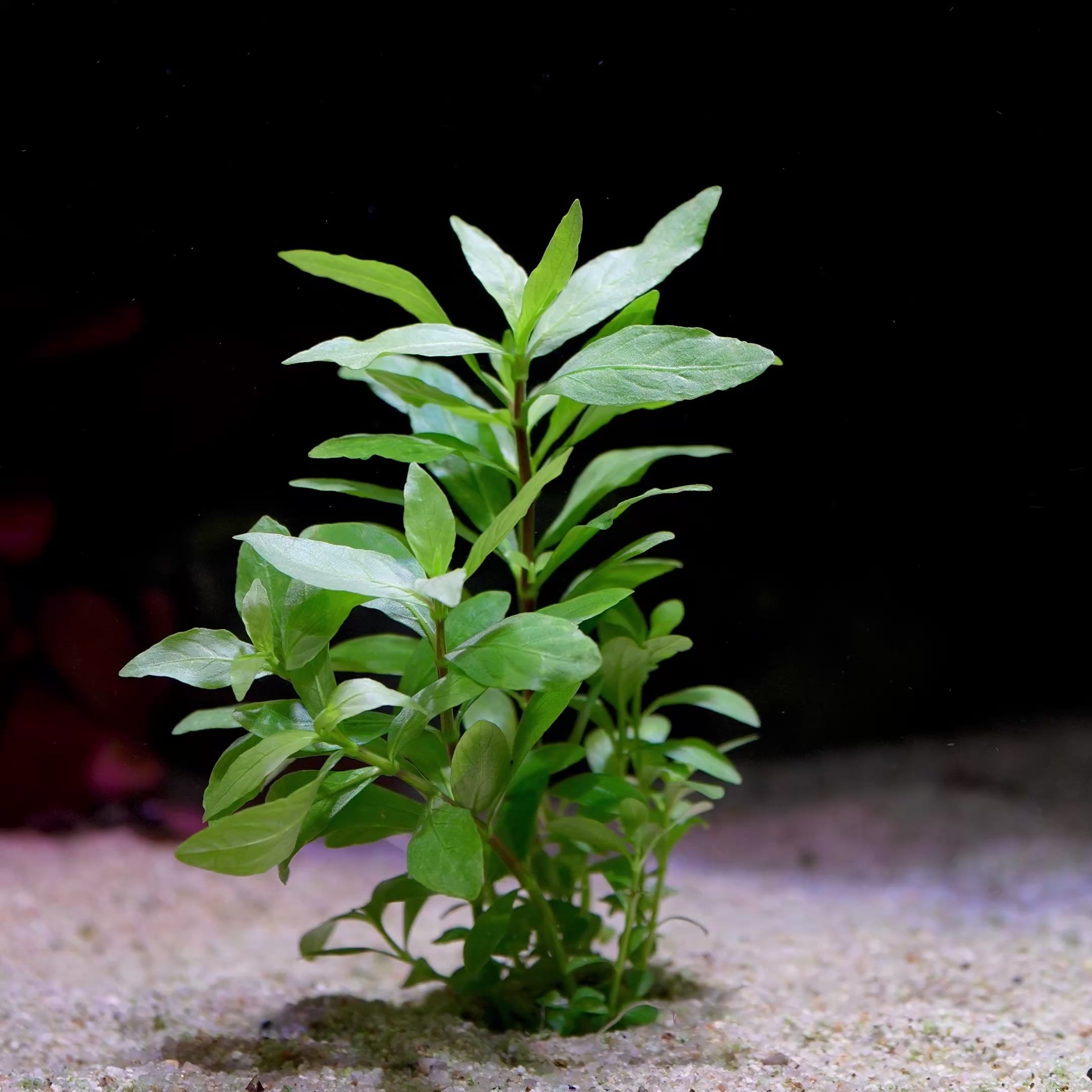 hygrophila polysperma aquatic plant flowing in water
