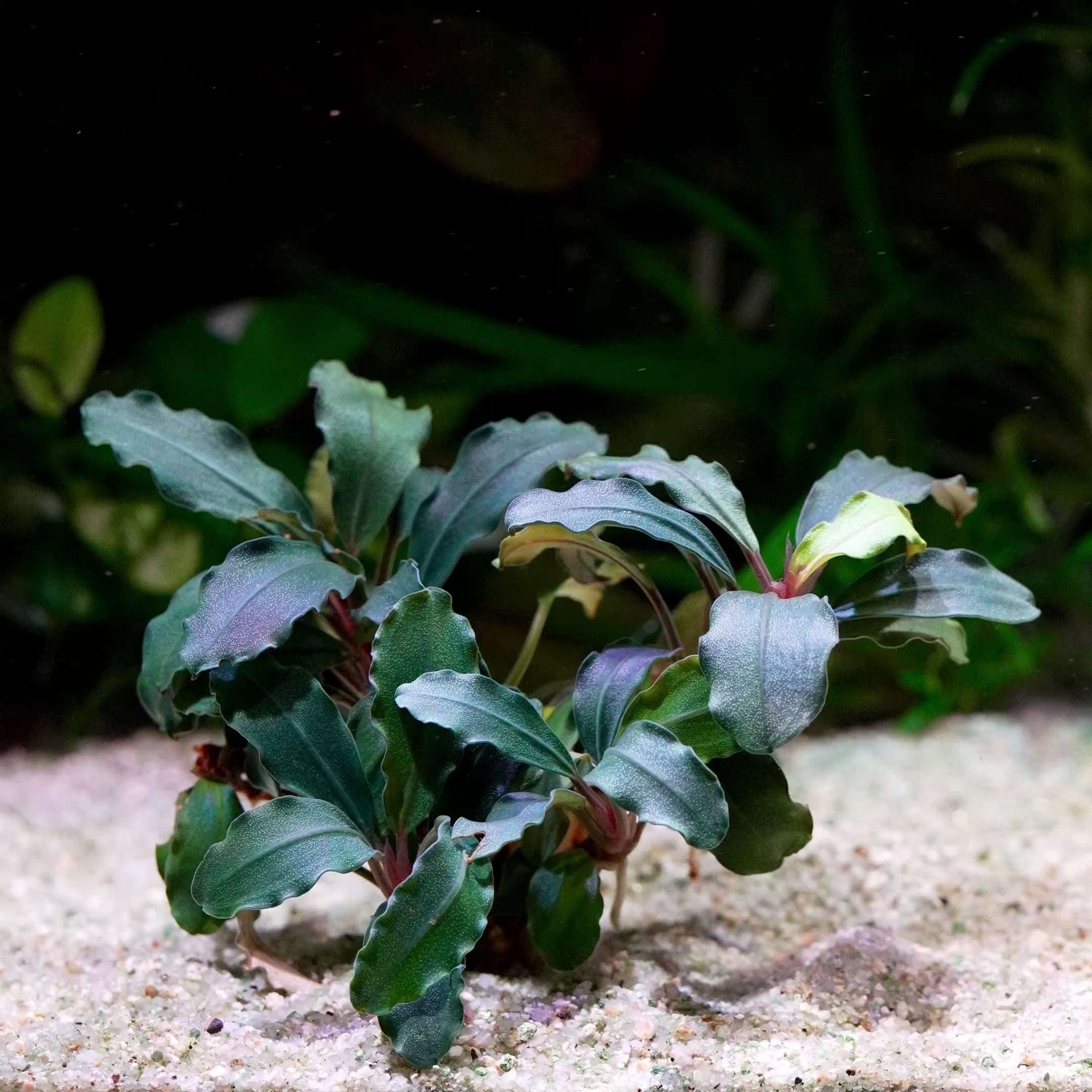 bucephalandra ghost premium aquarium epiphyte plant flowing in water