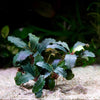 bucephalandra ghost premium aquarium epiphyte plant flowing in water