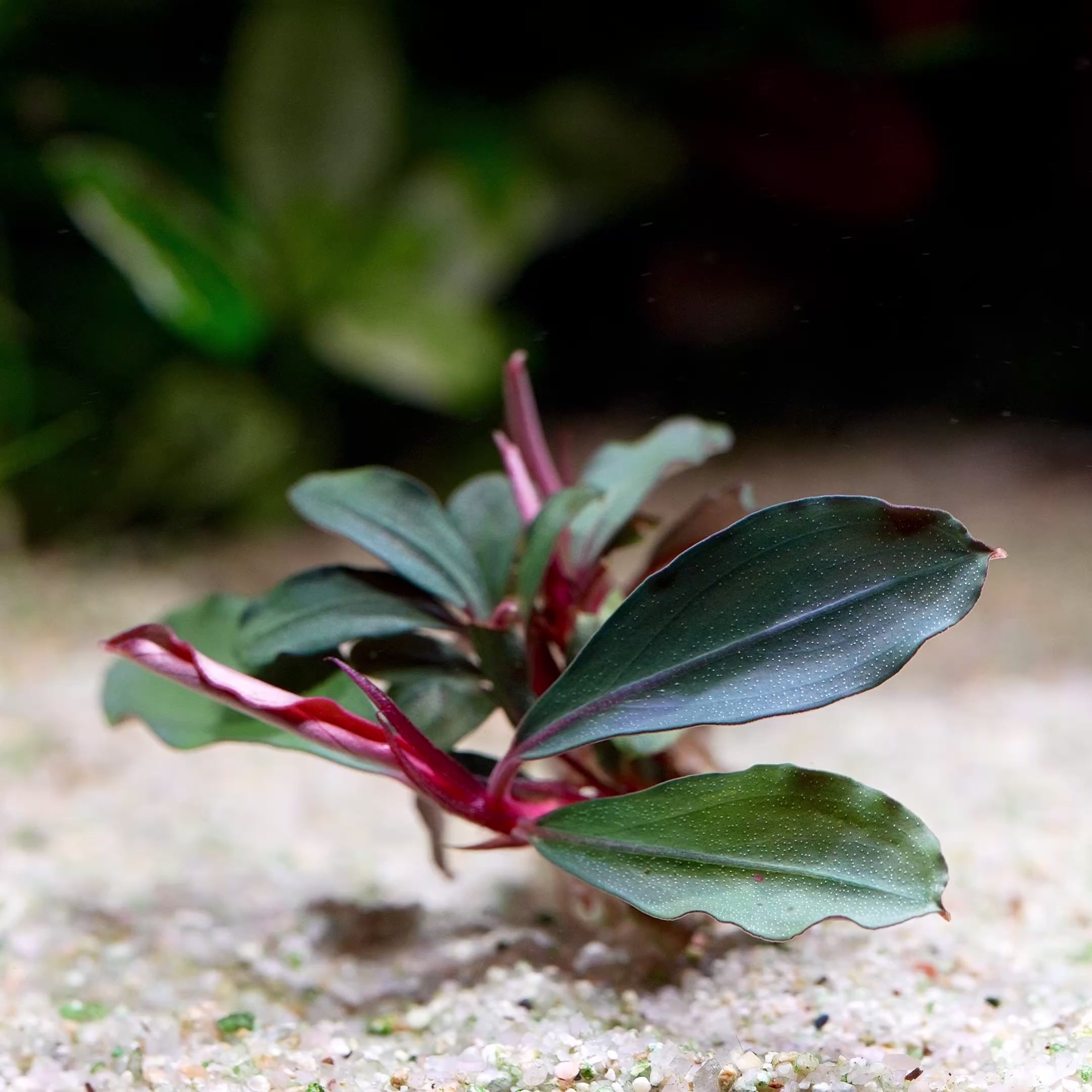 bucephalandra red central aquarium plant flowing in water