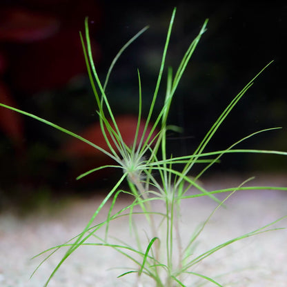eriocaulon dalzellii rare aquatic plant flowing in water