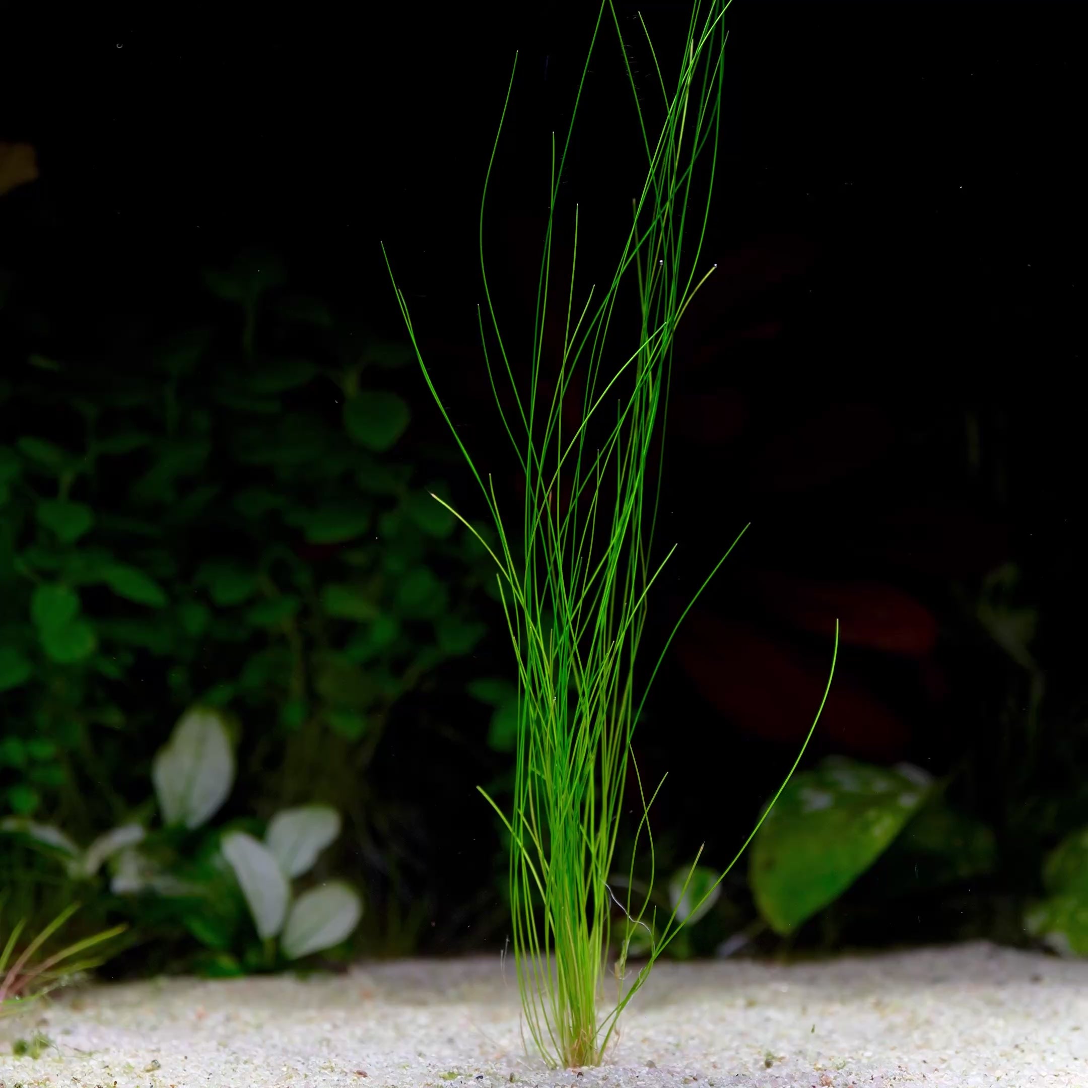 Eleocharis Sp. 'Murphy Grass' - Rare Plant