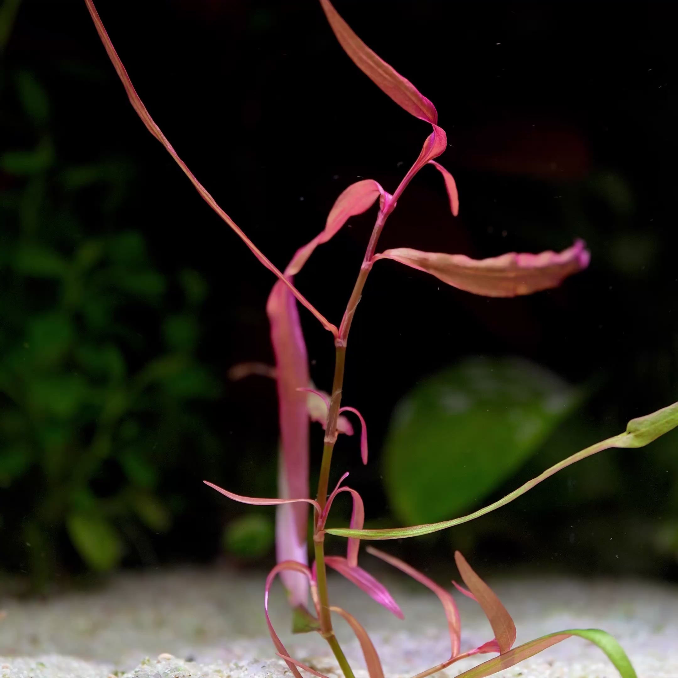 Persicaria Sp. 'Pak Chong' - Rare Aquarium Plant - CloudAqua