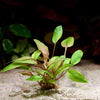 cryptocoryne wendtii florida sunset aquarium plant flowing in water