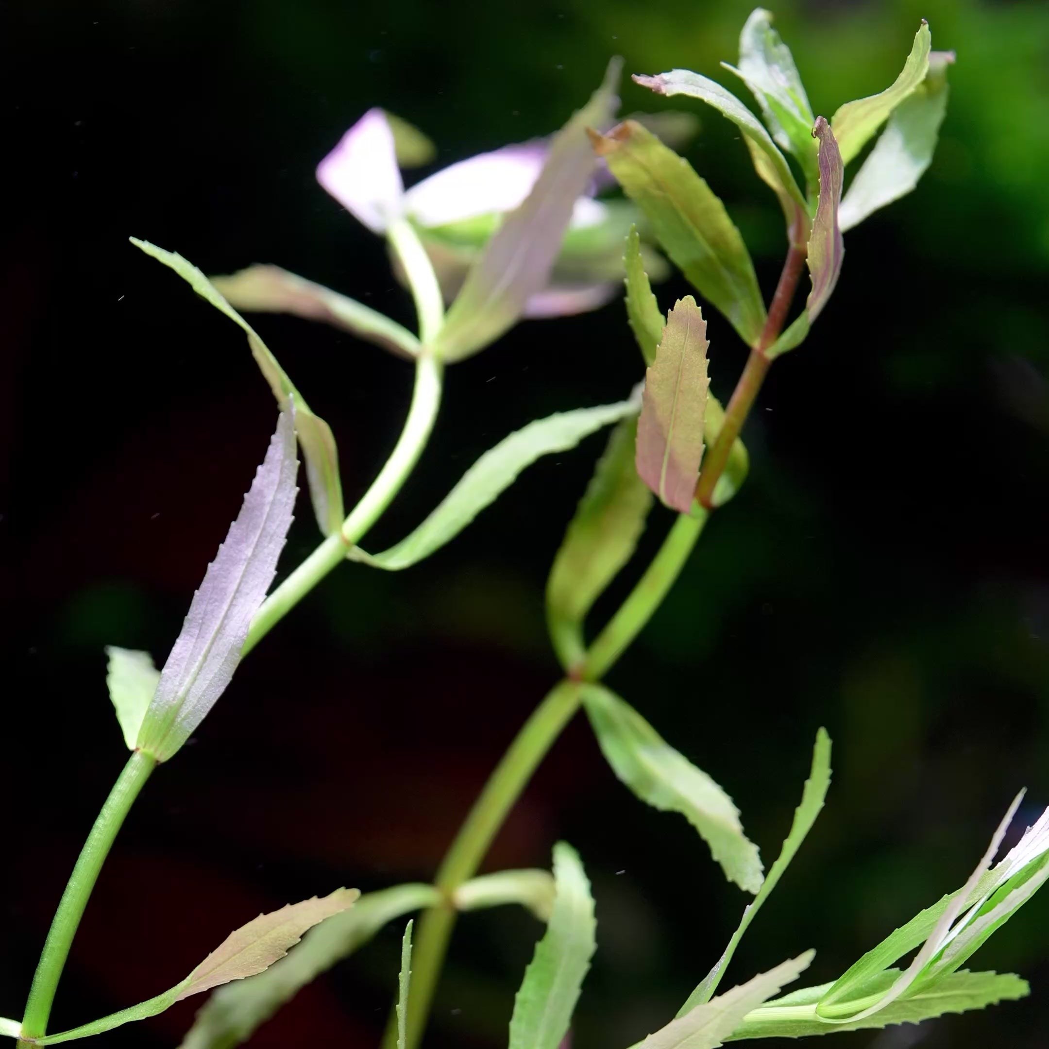 Limnophila Sp. Belem - Tropical Aquarium Plant - CloudAqua