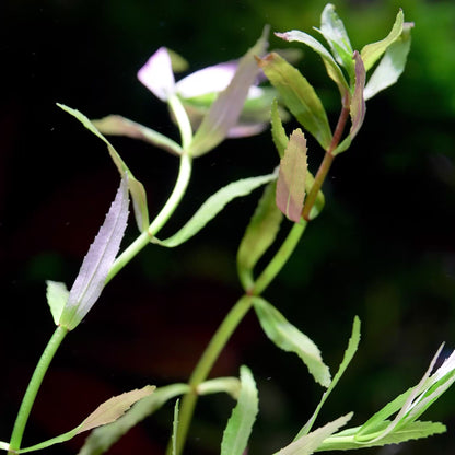 Limnophila Sp. Belem - Tropical Aquarium Plant - CloudAqua