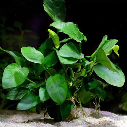 Anubias Barteri Var. Nana - Tropical Aquarium Plant - CloudAqua