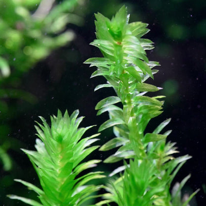 elodea egeria densa aquarium stem plant flowing in water