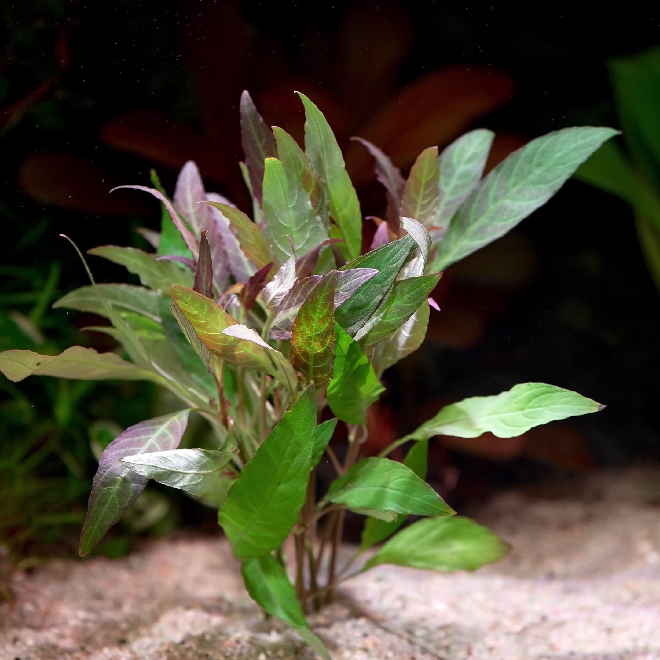 hygrophila angustifolia rubra aquarium plant flowing in water