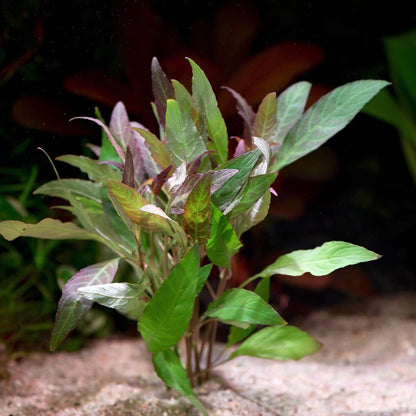 hygrophila angustifolia rubra aquarium plant flowing in water