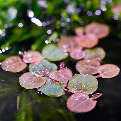 Round red root floaters phyllanthus fluitans in aquarium