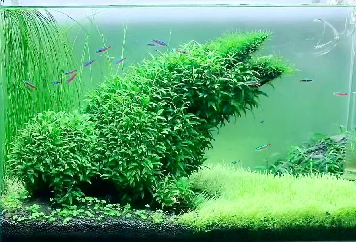 Green minimalist iwagumi style scape with rhaphidophora