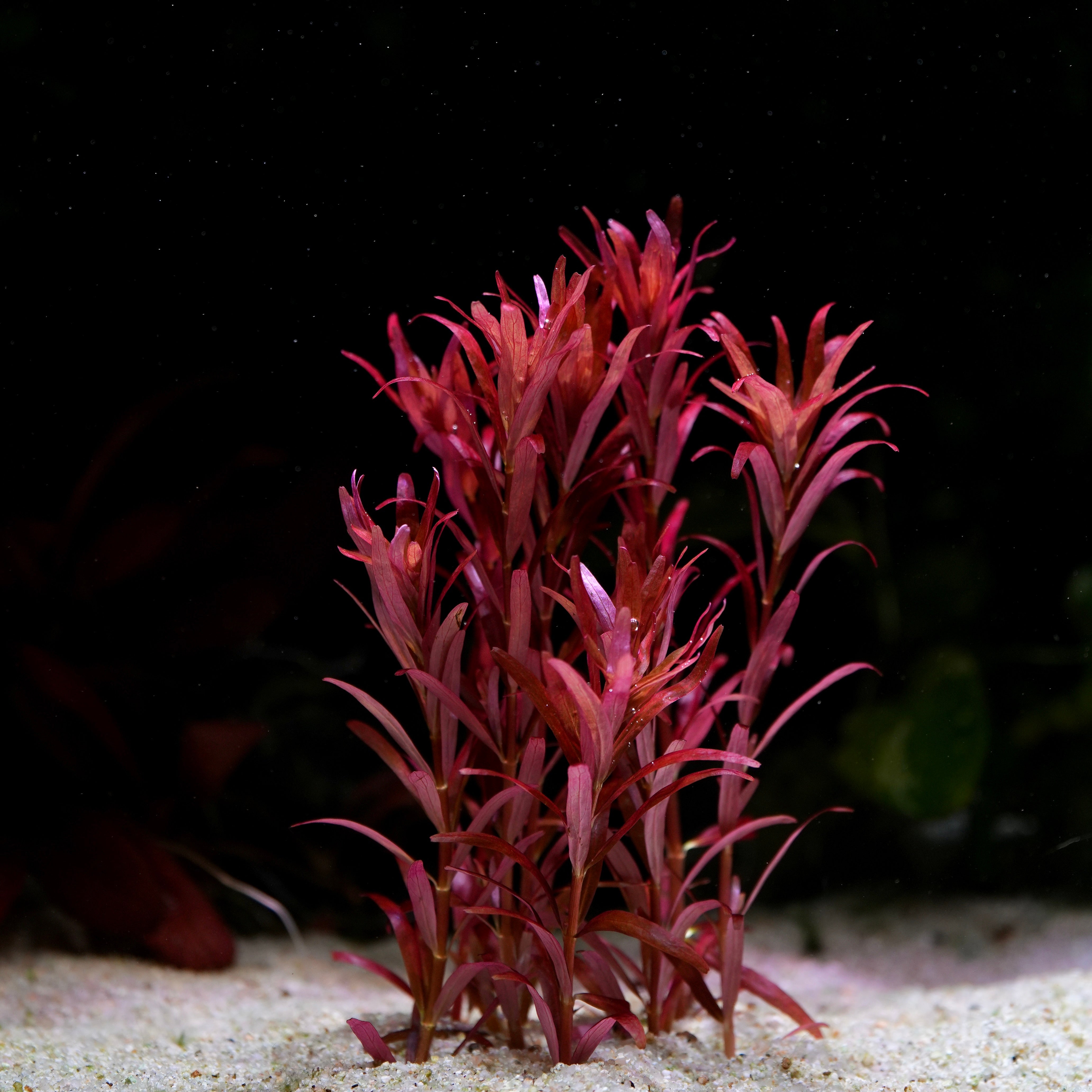 Bunch of rotala blood red sg singapore variant aquarium plant on sand