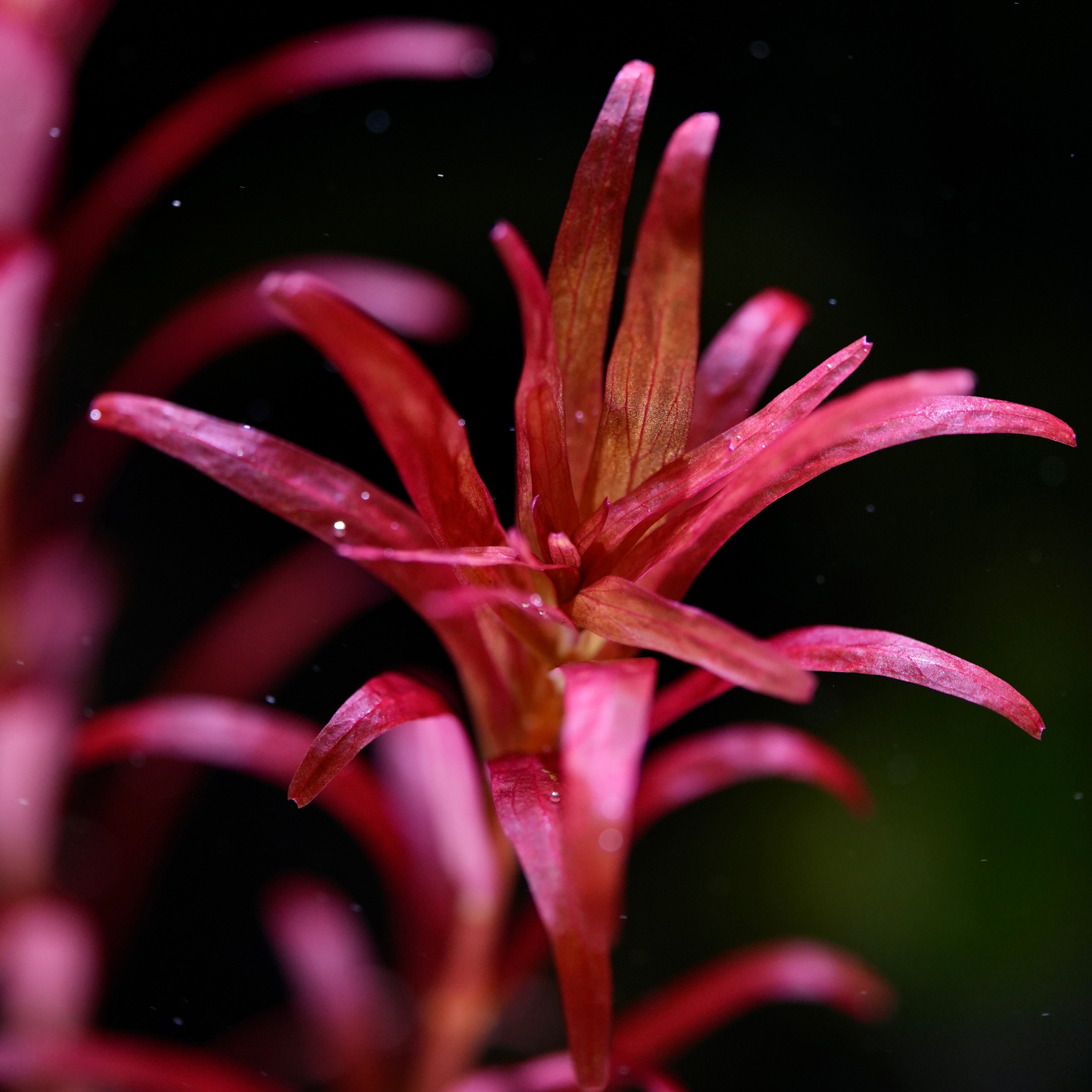 Macro shot of rotala blood red sg singapore variant aquarium plant leaf