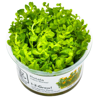 Container of rotala indica bonsai aquarium stem plant in vitro