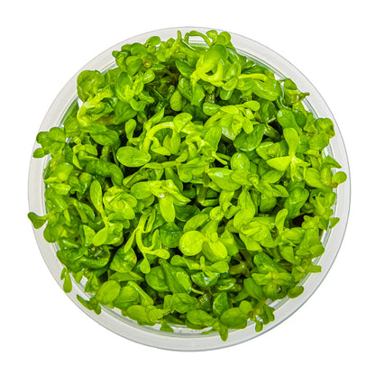 Top view of rotala indica bonsai aquarium stem plant in vitro