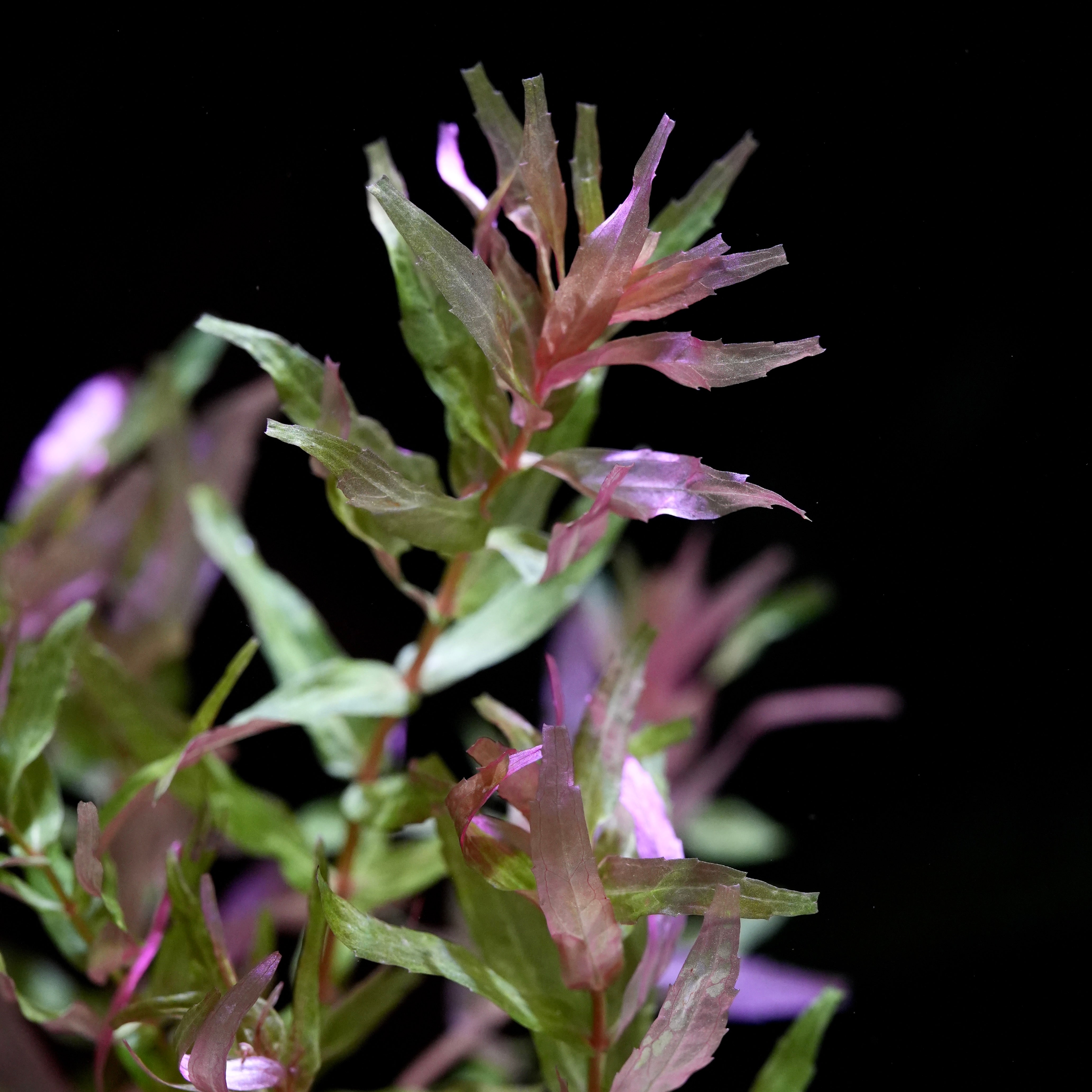 Close-up of green and pink rotala macrandra kochi aquarium plant on a black background