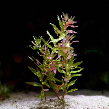 Aquatic rotala macrandra kochi plant  with green and pink leaves on a dark background