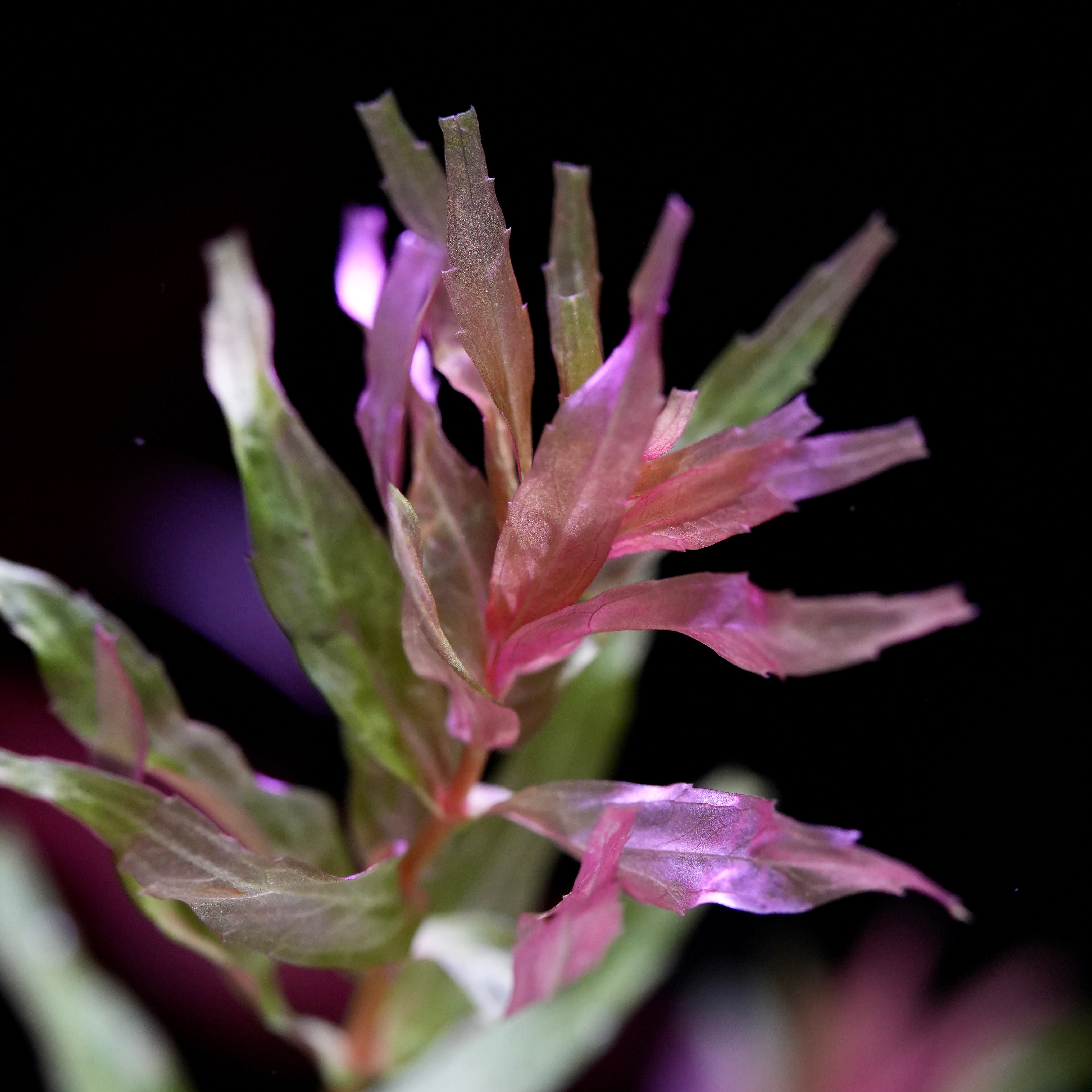 Macro shot of rotala macrandra kochi aquarium plant tips