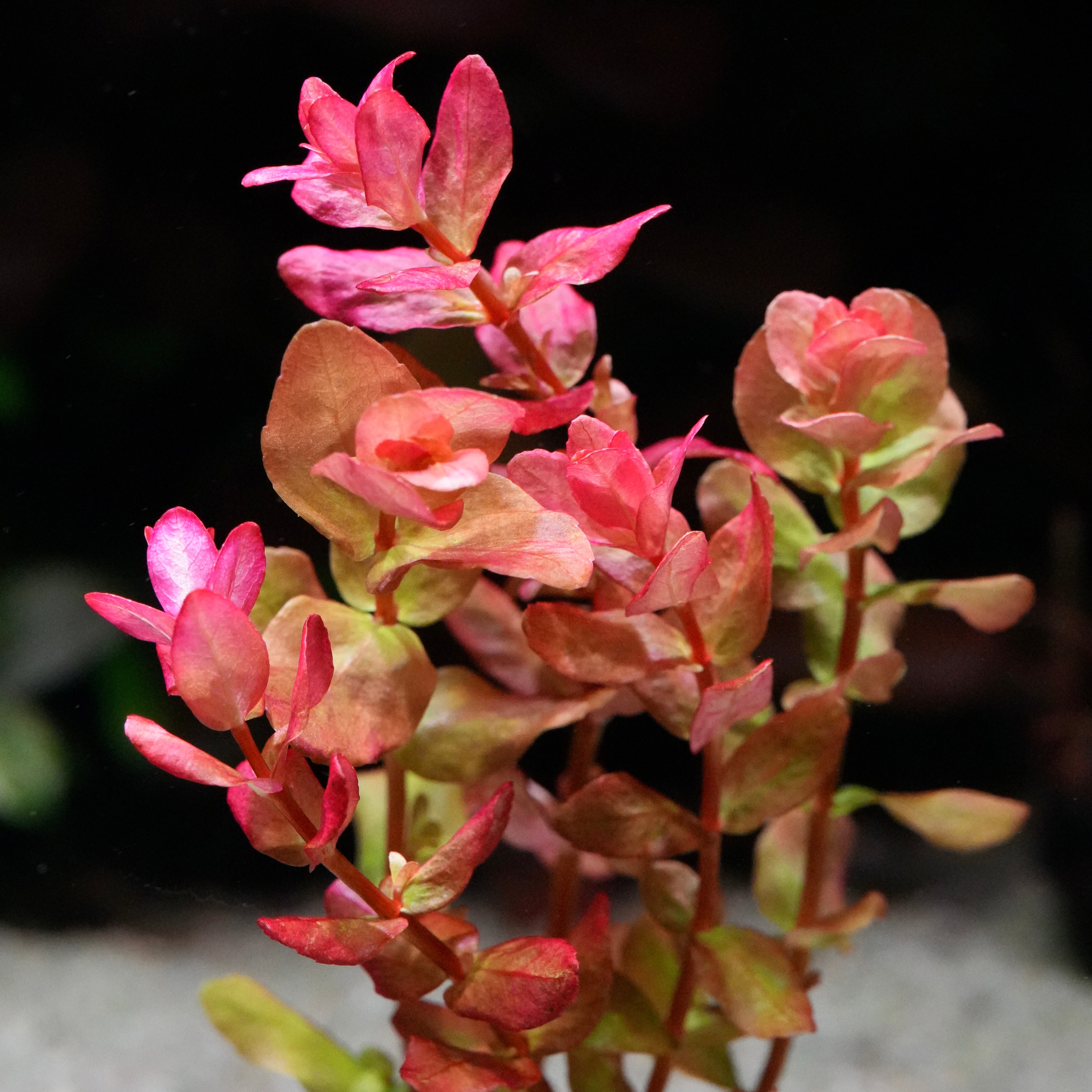 Close-up of rotala macrandra mini type 4 aquarium plant with pink and red leaves