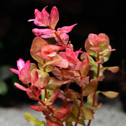 Close-up of rotala macrandra mini type 4 aquarium plant with pink and red leaves
