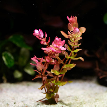Rotala macrandra mini type 4 aquarium plant with red leaves on a dark background