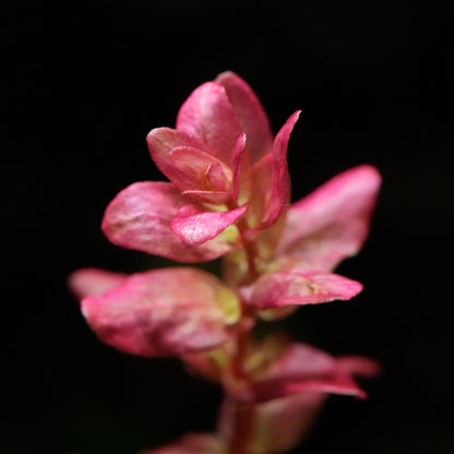 Macro shot of rotala macrandra mini type 4 aquarium plant red pink leaves