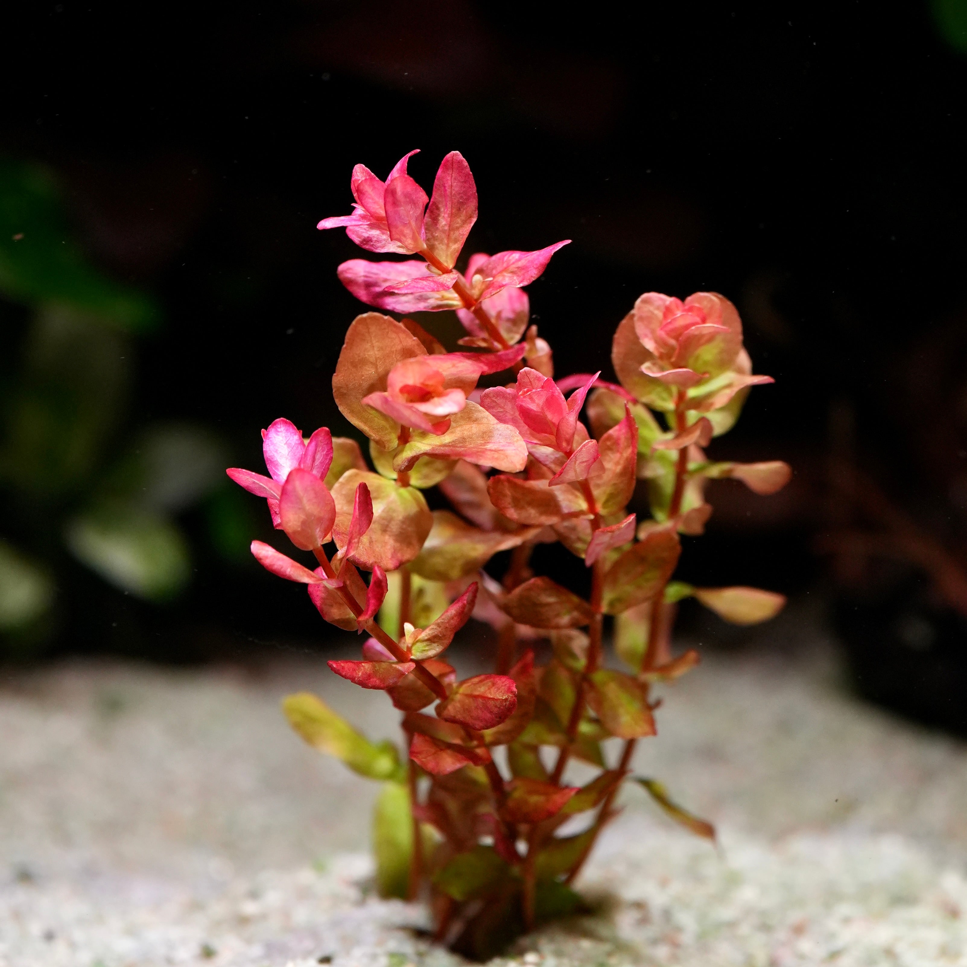 Small pink rotala macrandra mini type 4 aquarium plant on a sandy substrate
